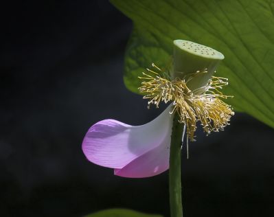 平房公园荷花
