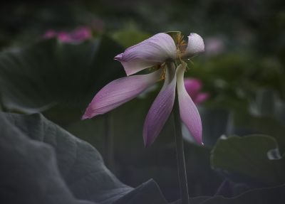平房公园荷花