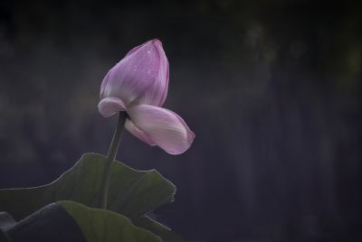 平房公园荷花