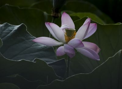 平房公园荷花