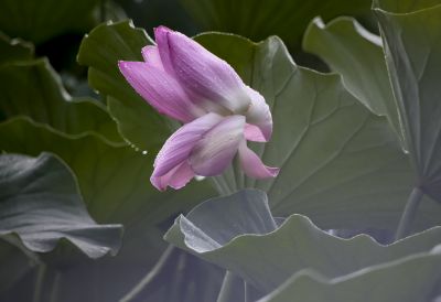 平房公园荷花
