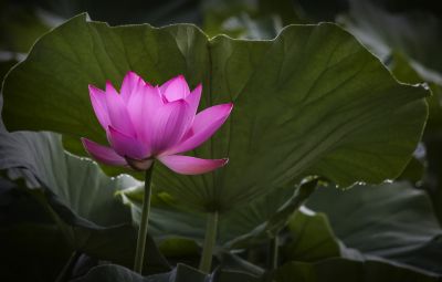 平房公园荷花