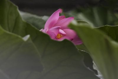 平房公园荷花