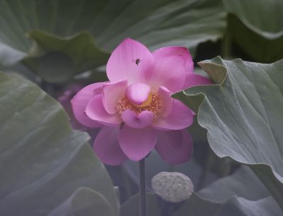 平房公园荷花