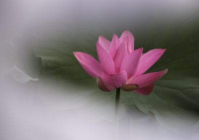 平房公园荷花