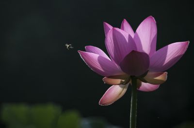 平房公园荷花