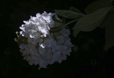 儿童公园向日葵花海