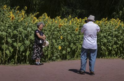 儿童公园向日葵花海