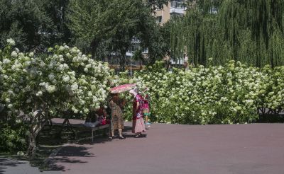 儿童公园向日葵花海