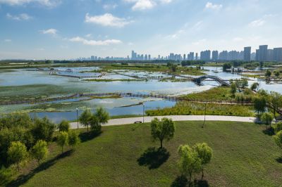 涨水后的外滩湿地公园