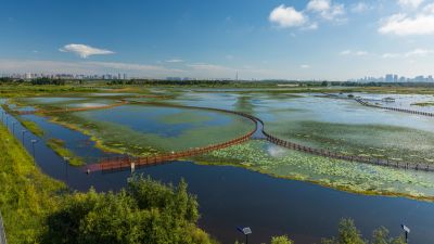 涨水后的外滩湿地公园