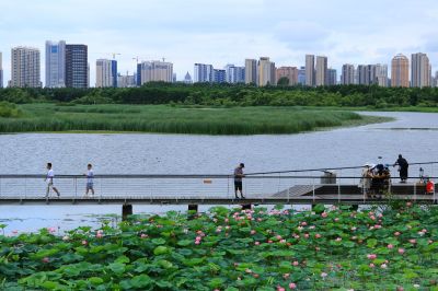 哈尔滨大剧院湿地荷塘