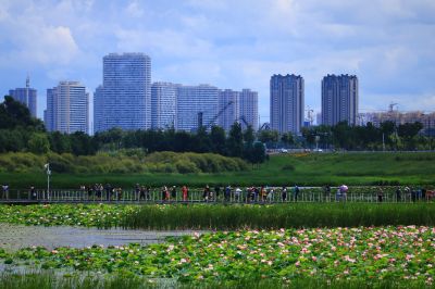 哈尔滨大剧院湿地荷塘