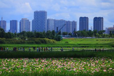 哈尔滨大剧院湿地荷塘