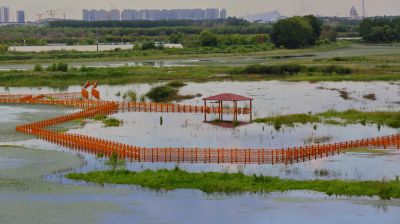 涨水后外滩湿地公园