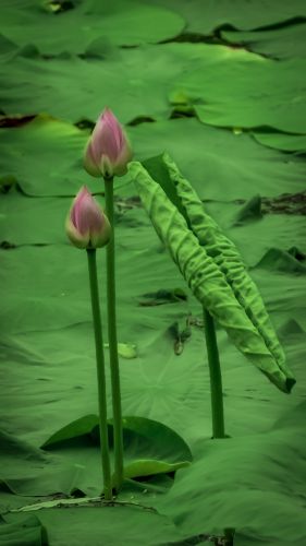 雨阳荷花