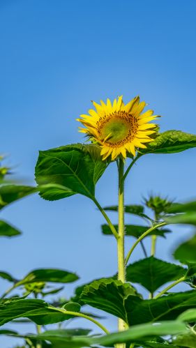 向阳花开