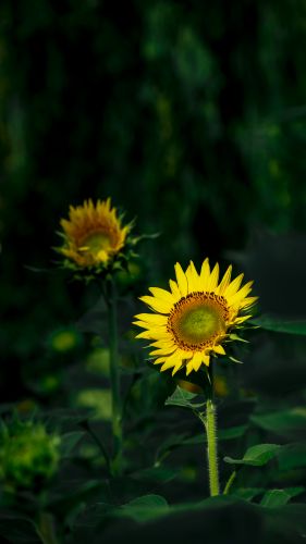 向阳花开