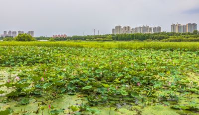 大剧院湿地风光