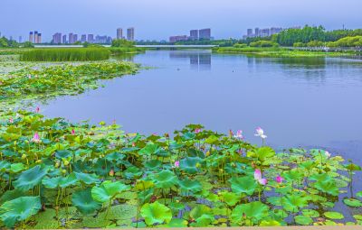 大剧院湿地风光