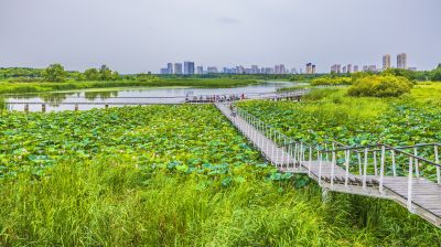 大剧院湿地风光