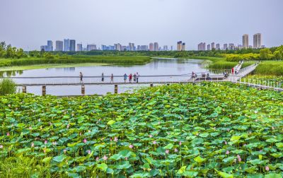 大剧院湿地风光