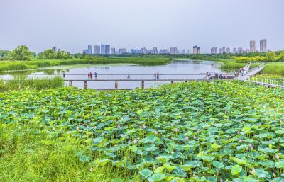 大剧院湿地风光