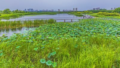 大剧院湿地风光