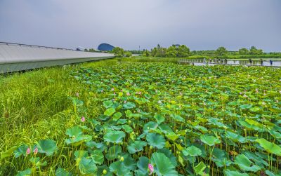 大剧院湿地风光