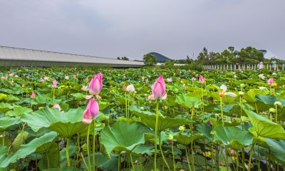 大剧院湿地风光