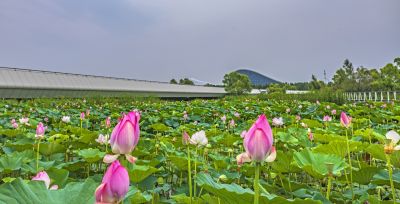 大剧院湿地风光