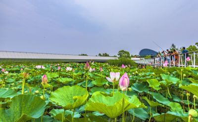 大剧院湿地风光