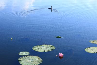 哈尔滨大剧院湿地花草