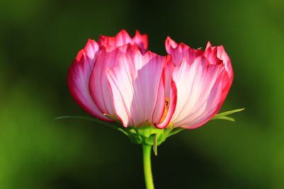 哈尔滨大剧院湿地花草