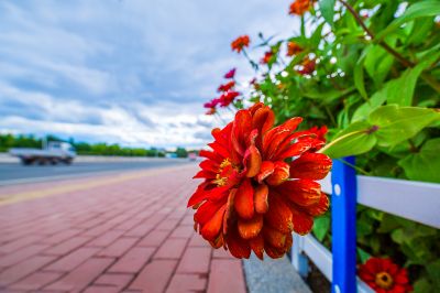 香坊融创城花海