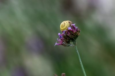 格桑花