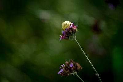 格桑花