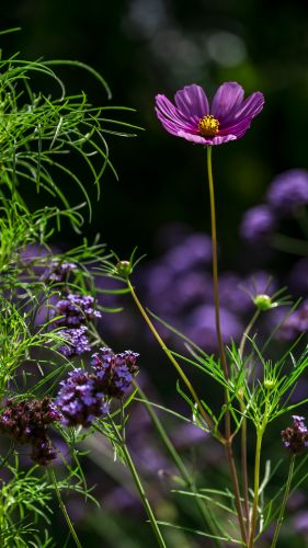 格桑花