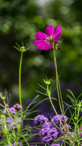 格桑花