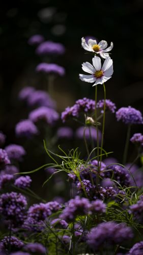 格桑花