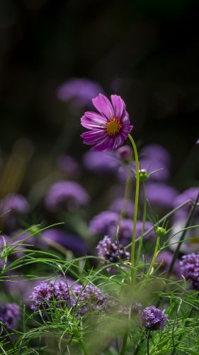 格桑花