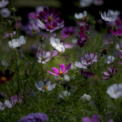 格桑花