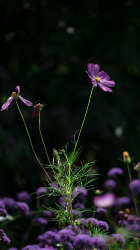 格桑花