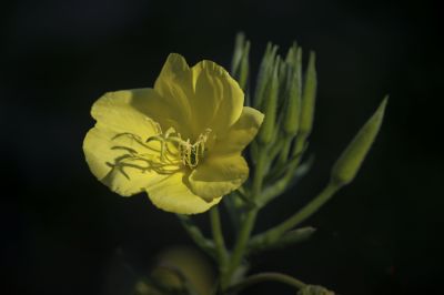 湿地.  花卉一组