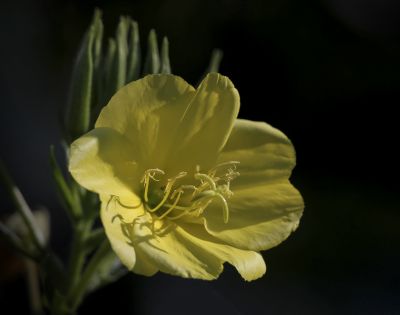 湿地.  花卉一组