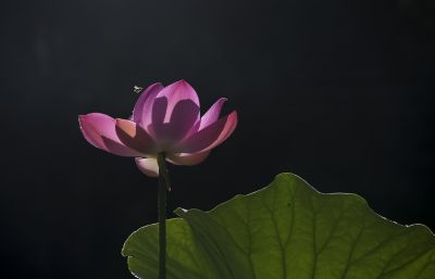 湿地.  花卉一组