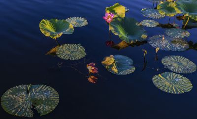 阳明滩湿地