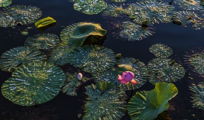 阳明滩湿地