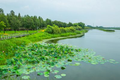 暮色中的哈尔滨大剧院湿地