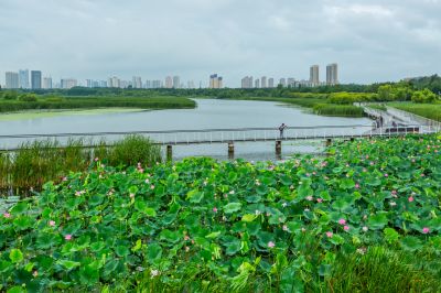 暮色中的哈尔滨大剧院湿地